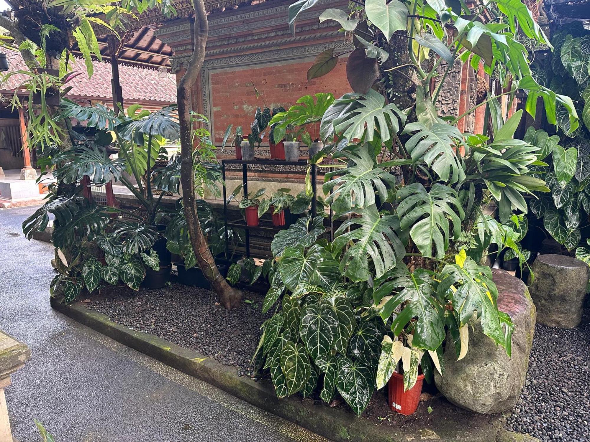 Naeera Guest House Ubud Eksteriør bilde