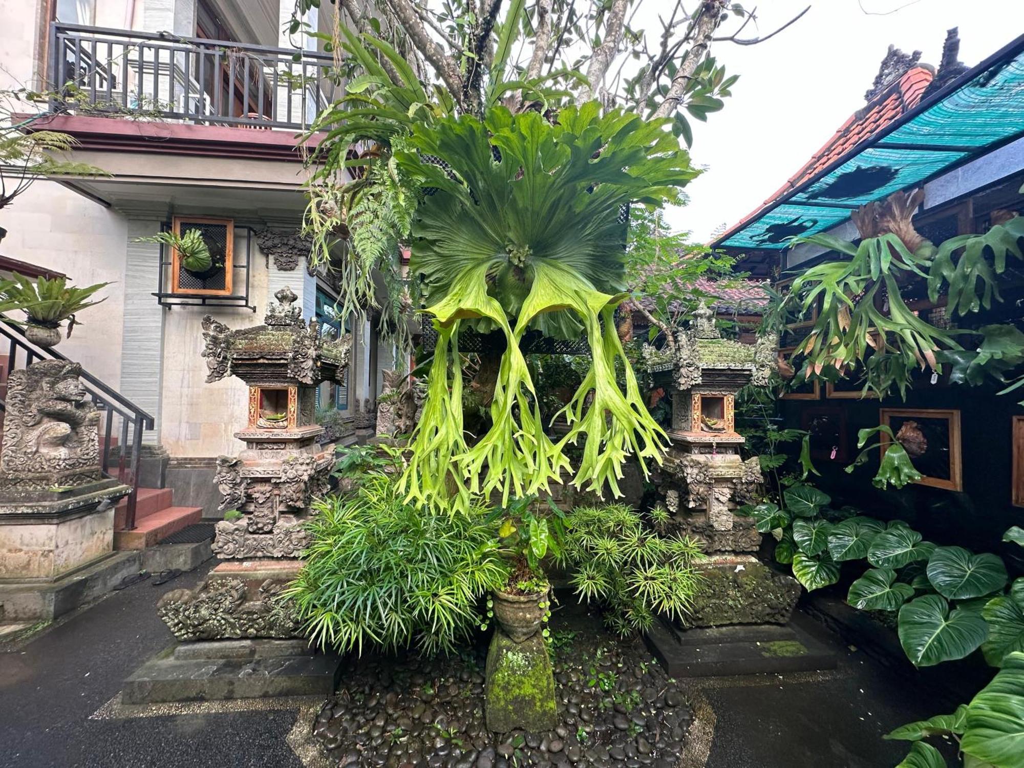 Naeera Guest House Ubud Eksteriør bilde